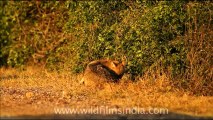 1053.jackal in Bharatpur National Park.mov