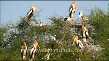 1056.Painted Storks in Bharatpur National Park.mov