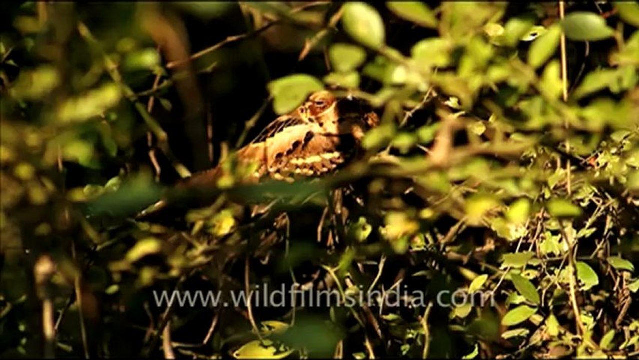 1057.Large-tailed Nightjar.mov