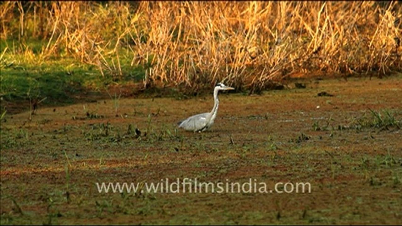1065.Heron .mov