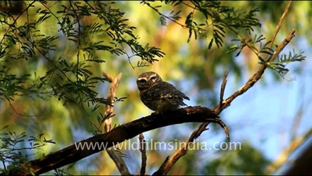 1066.Spotted Owlets.mov