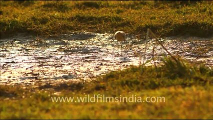1071.Red-wattled Lapwing searching for food.mov