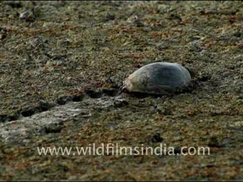 1076.Soft-Shelled Turtle.mov