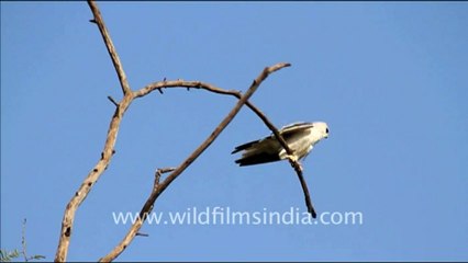 1077.Black-shouldered Kite.mov