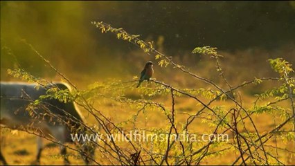 1078.Blue Jay or Indian Roller.mov