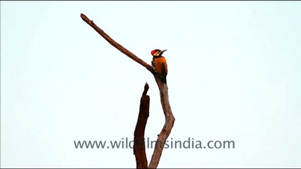 1086.Black Rumped Flameback Woodpecker, Bharatpur.mov