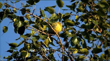 1092.Yellow Legged Green Pigeon in Bharatpur Sanctuary.mov