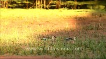 1095.Spot-billed Ducks, Bharatpur.mov