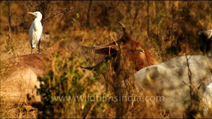 1097.Egret in Keoladeo National Park.mov