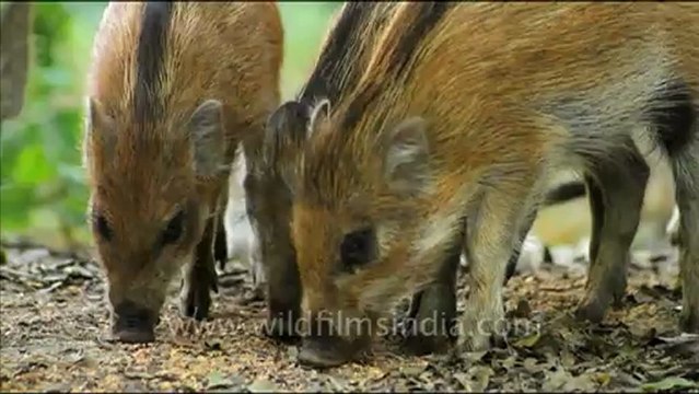 1098.Wild Boar.mov