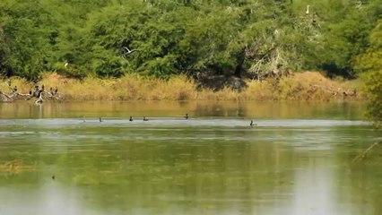 1104.Birds in keoladeo.mov