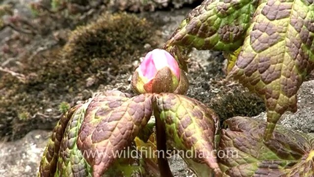 1109.Podophyllum hexandrum in Sikkim.mov