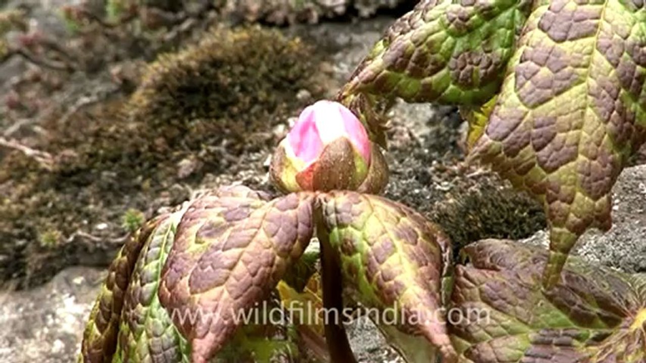 1109.Podophyllum hexandrum in Sikkim.mov