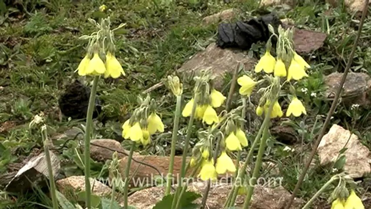 1110.Primulas in Sikkim.mov