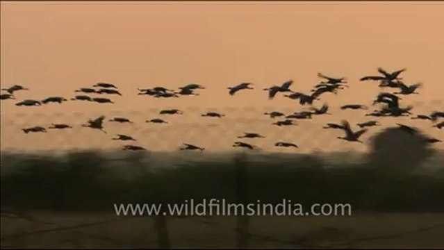1466.Demoiselle Cranes in a Rajasthan grassland.mov