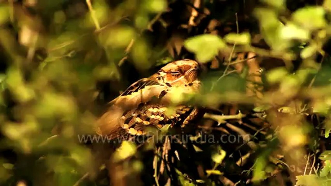 1172.Large-tailed Nightjar in Bharatpur.mov