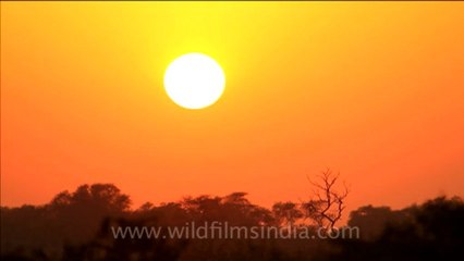 1173.Sunset at Keoladeo National Park.mov