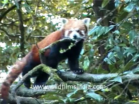 1175.Red Panda.mov