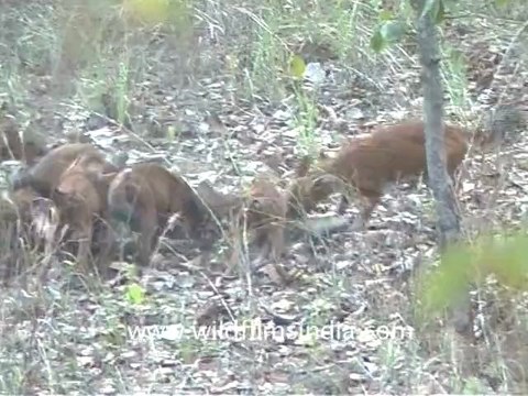 1177.Dhole or Wild Dog.mov