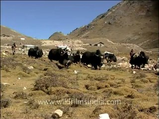 1197.Yaks in Sikkim.mov
