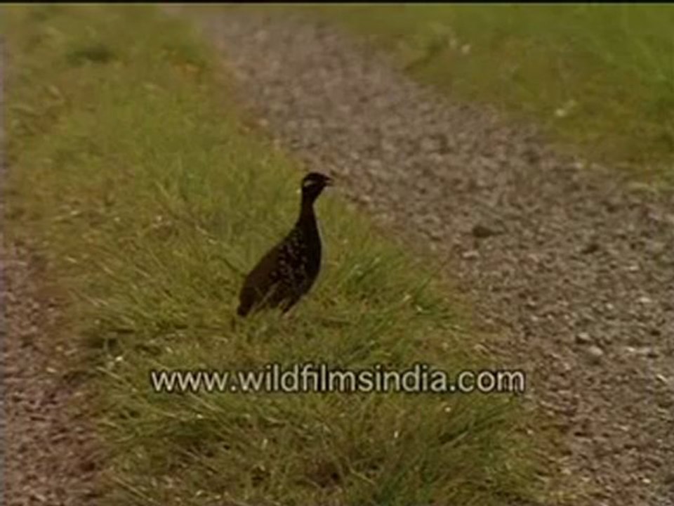 121. Partridge in the jungle.mp4