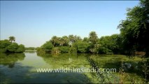 1231.Landscapes in Keoladeo Ghana National Park, Bharatpur.mov