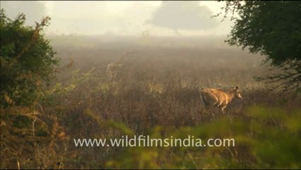 1232.Bharatpur Bird Sanctuary.mov