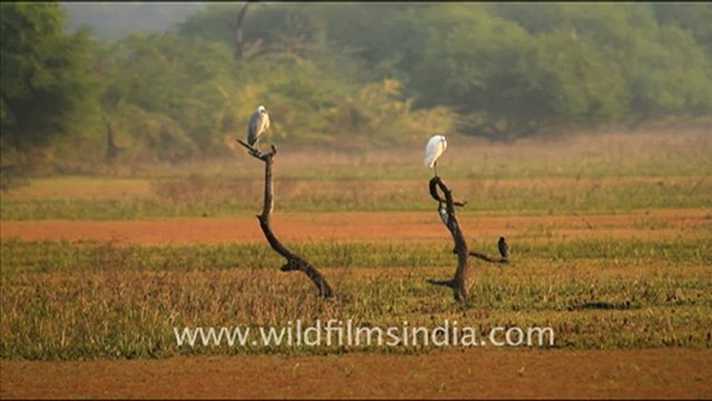 1233.Keoladeo Ghana National Park in Bharatpur.mov