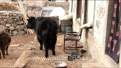 1238.Snow in Ladakh.mov