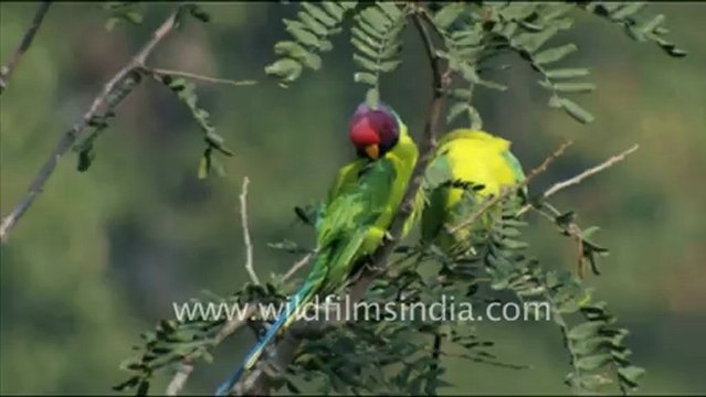 1243.Blossom-headed Parakeets in Jaisamand.mov