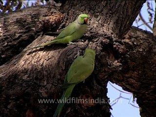 1266.Parakeet sex!.mov