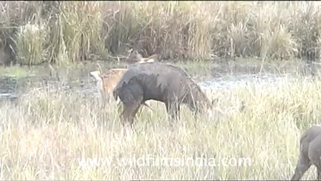 1268.Barasingha at Kanha!.mov