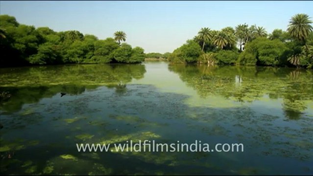 1277.Landscapes of Bharatpur.mov