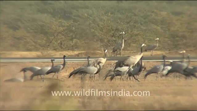 1281.Demoiselle Cranes in Gujarat.mov