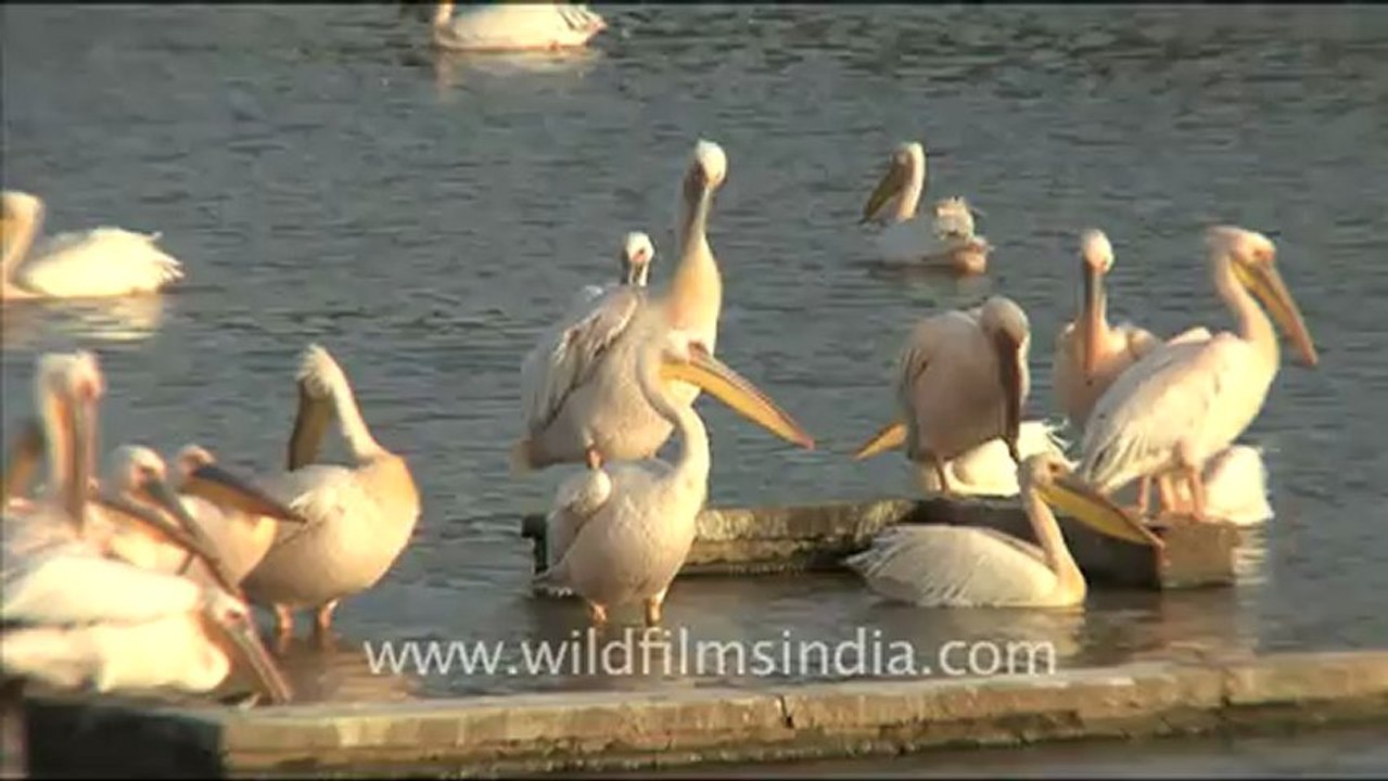 1286.Rosy Pelicans, Gujarat.mov