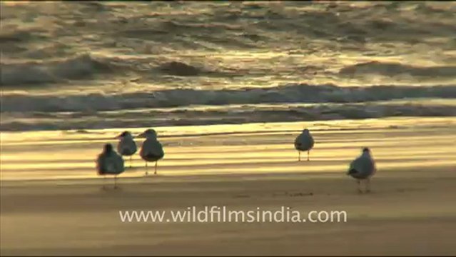 1287.Birds at Sea Coast, Gujarat.mov