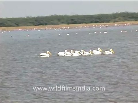 1301.Dalmation Pelican in Gujarat.mov