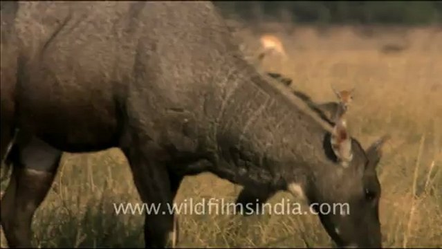 1468.Nilgai grazing in Tal Chappar, Rajasthan.mov