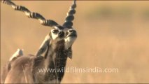 1469.Twisted horns of Blackbuck.mov