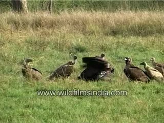 131. Vultures having feast.mp4