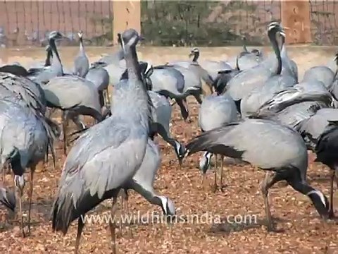 1315.Demoiselle Cranes in Rajasthan.mov