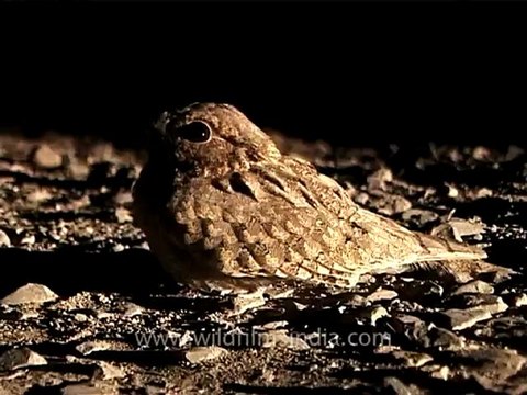 1316.Nightjar in Rajasthan desert.mov