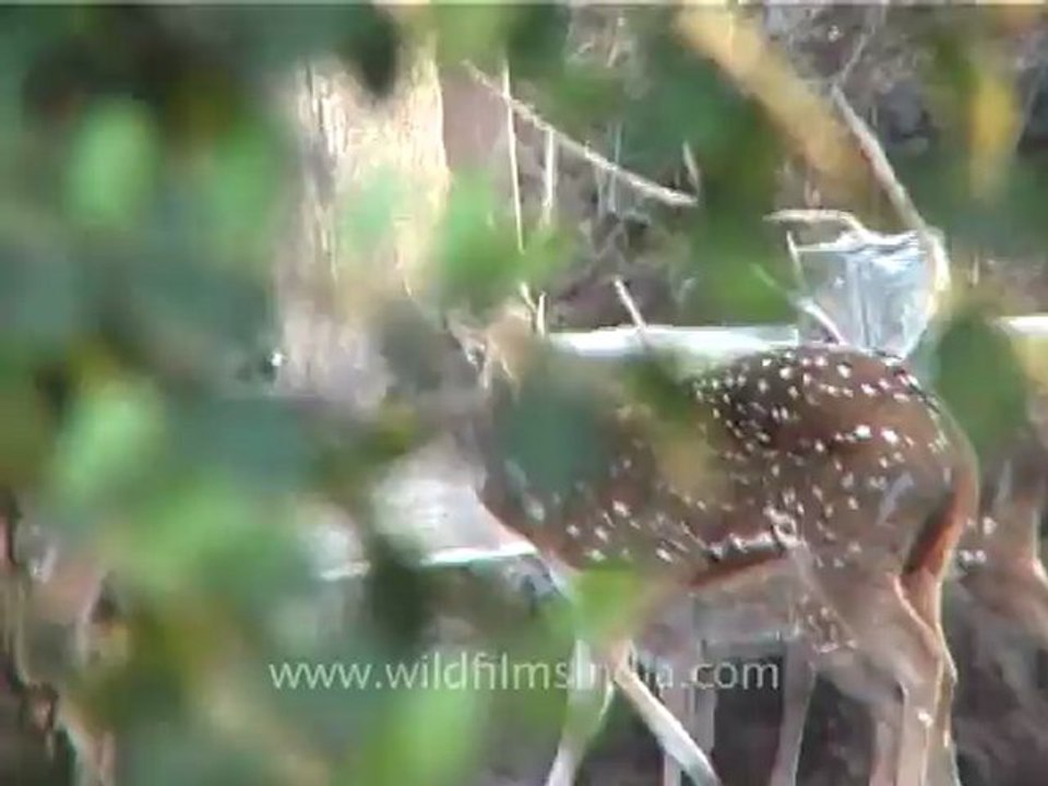 1317.Spotted Deer in Gujarat.mov