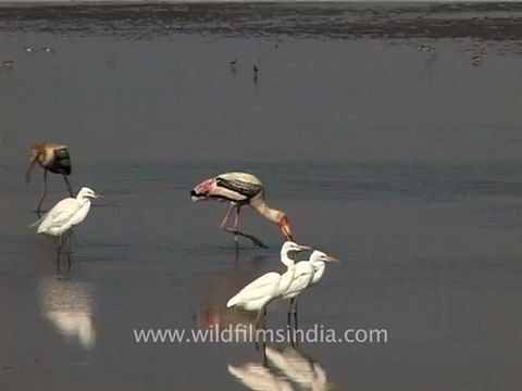 1318.Waders in Gujarat.mov