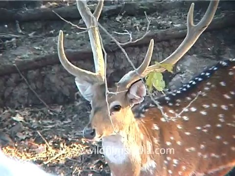 1321.Cheetal in Gujarat.mov