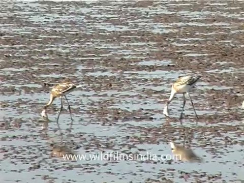 1324.Flamingoes in Gujarat.mov