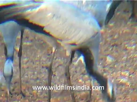 1325.Koonj or Demoiselle Cranes.mov