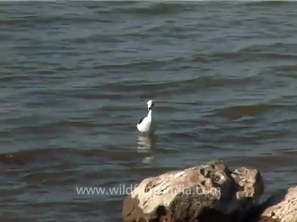1329.Bird in Gujarat.mov