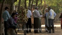 1332.Coconut daab vendor, Gujarat.mov