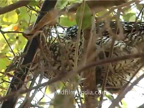 1333.Female Koel, Gujarat.mov